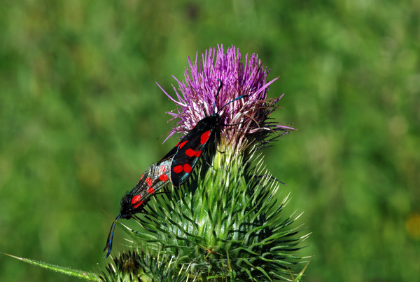 Six-Spot Burnet - Moths