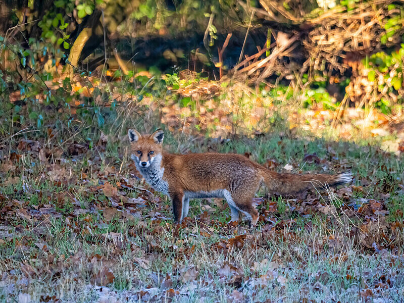 Red Fox - Latest photos