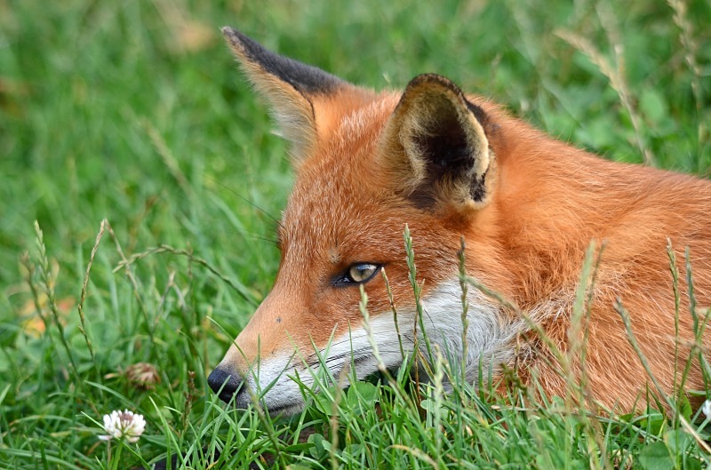 Red Fox - Red Fox