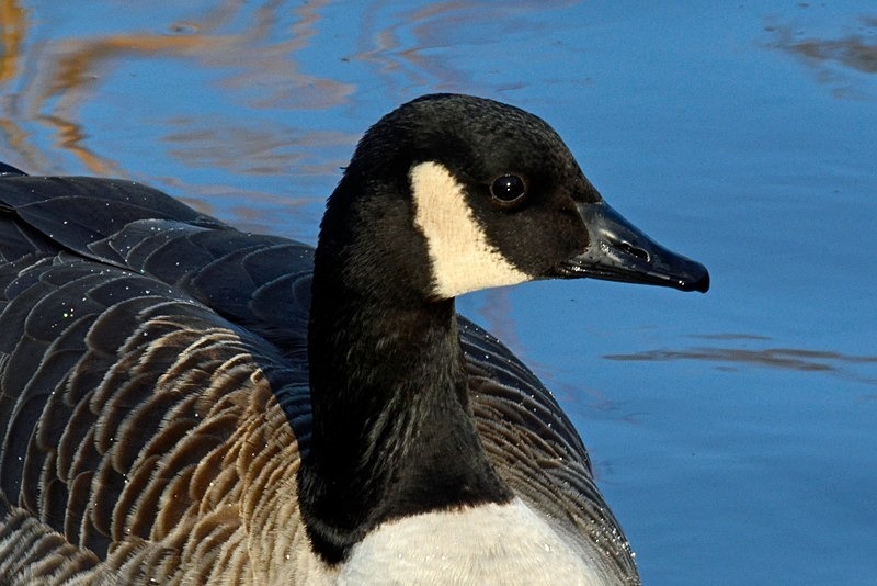 Canada Goose - Black geese