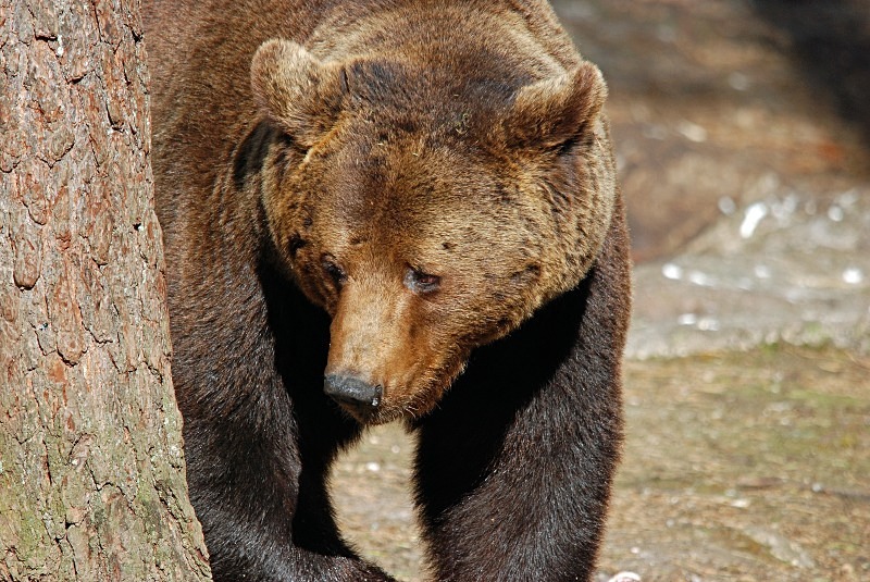 Brown Bear - North Finland and north Norway - May and June 2009