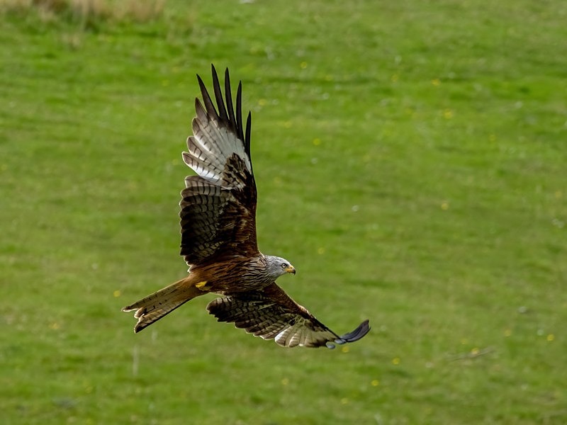 Red Kite - Birds of prey
