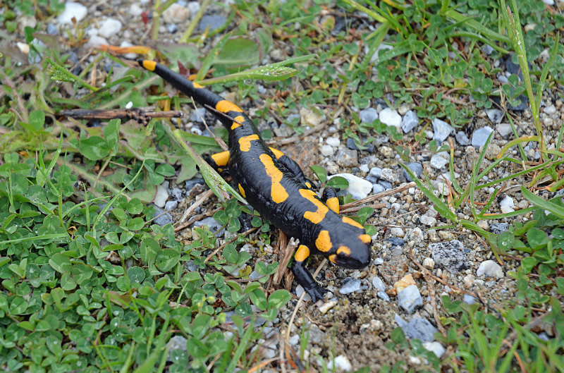 Fire Salamander - East Macedonia and Thrace