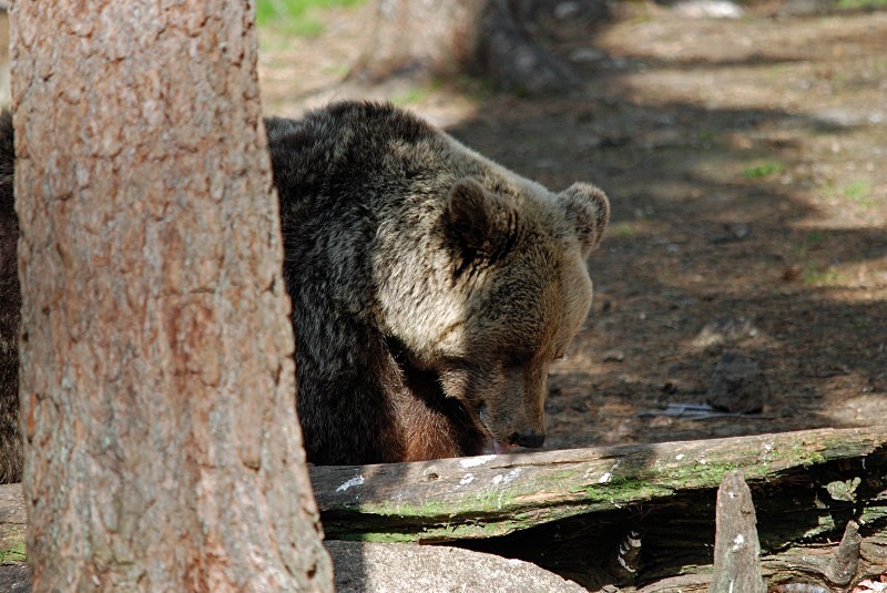 Brown Bear - North Finland and north Norway - May and June 2009