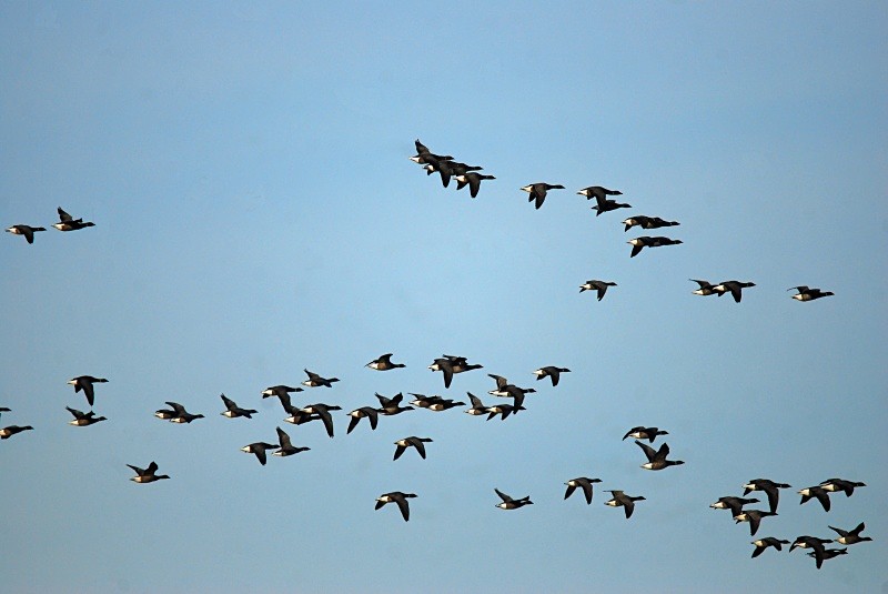 Dark-bellied Brent Geese - Black geese
