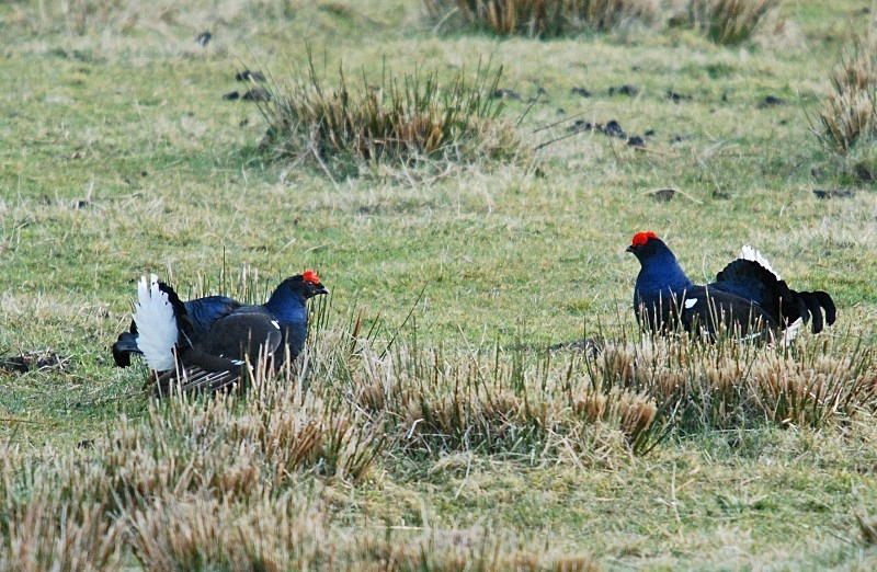 Black Grouse - Game birds