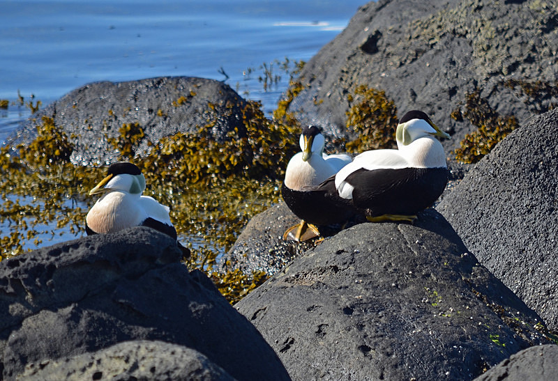 Eiders - Westfjords