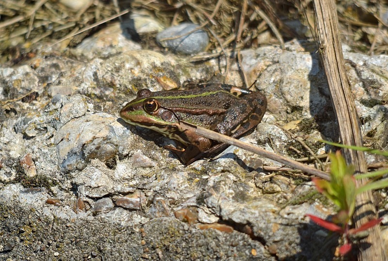 Marsh Frog - Frogs and toads