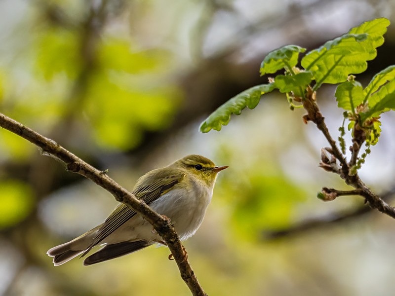 Wood Warbler - Warblers