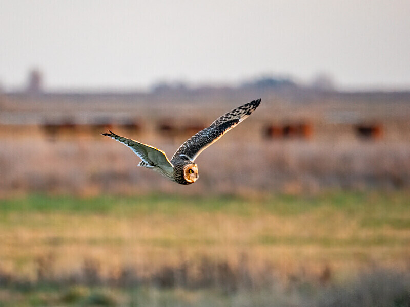 Short-eared Owl - Latest photos