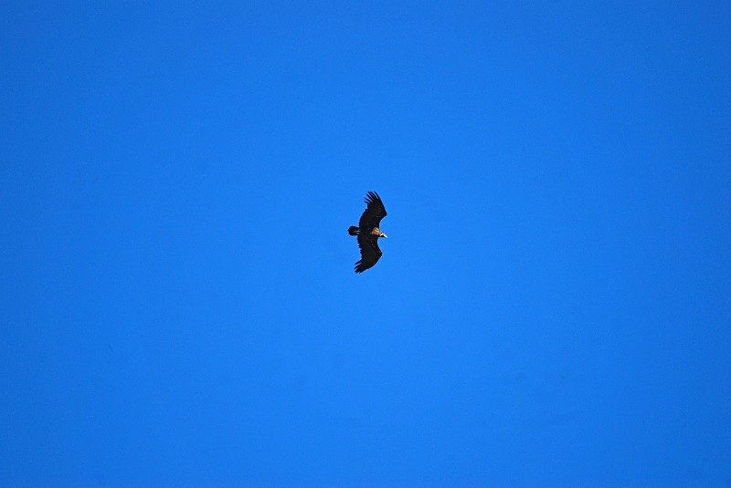 Black Vulture - South and north west Spain - September 2010