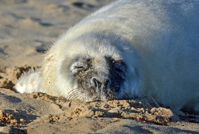 Atlantic Grey Seal - Atlantic Grey Seals