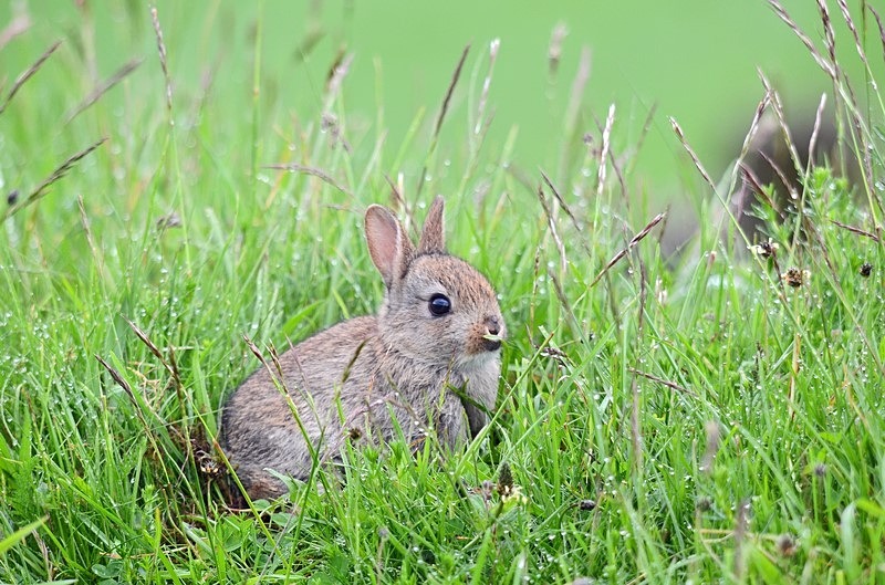 Rabbit - Other mammals