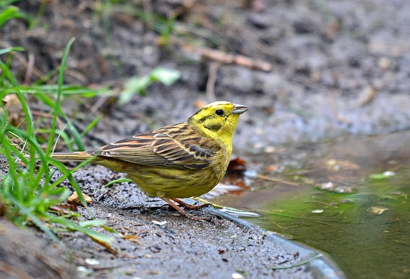 Yellowhammer - Buntings