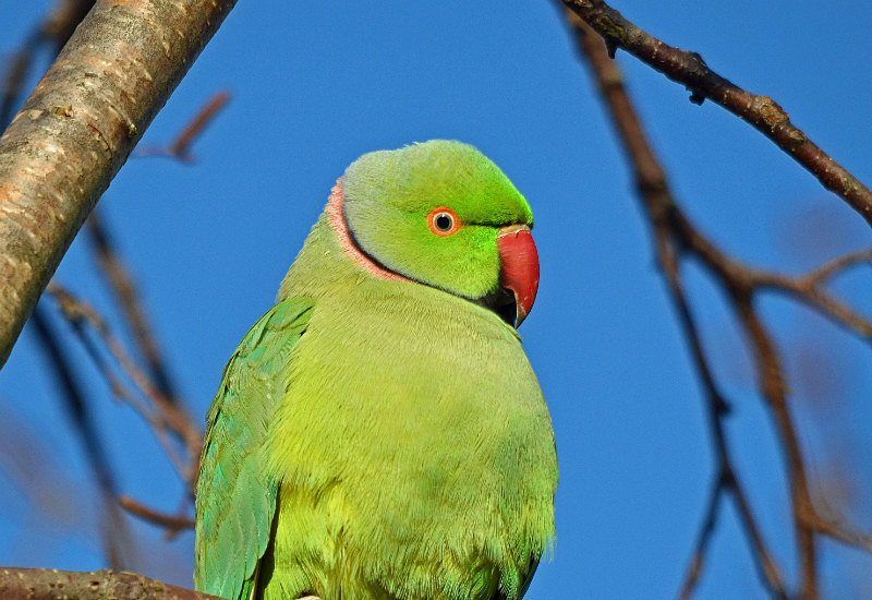 Ring-necked Parakeet - Parakeets