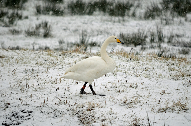 Whooper Swan - Whooper and Bewick's Swans