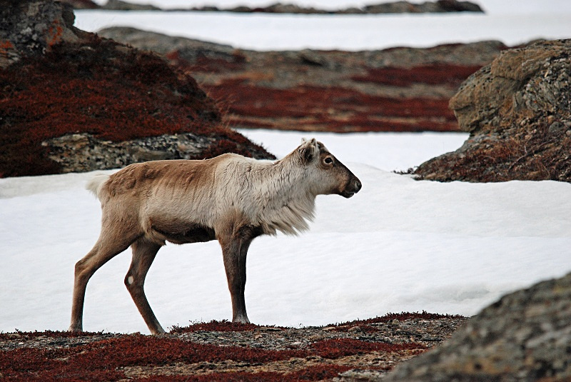 Reindeer - Norway