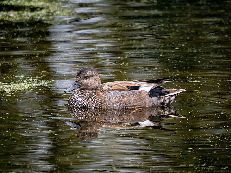 Gadwall - Latest photos