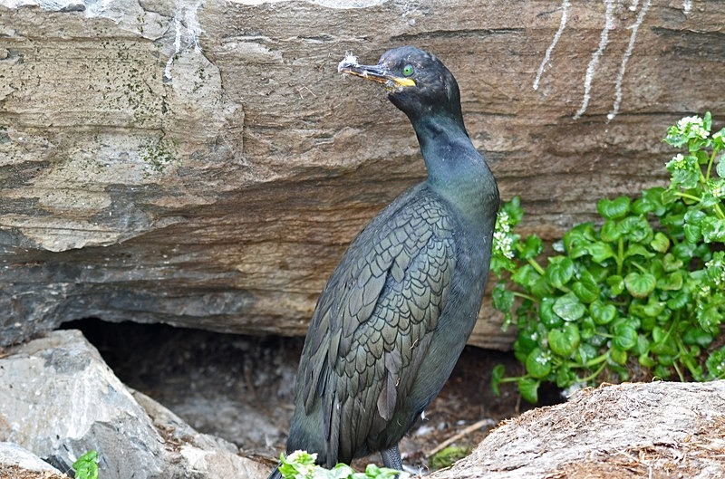Shag - North Norway