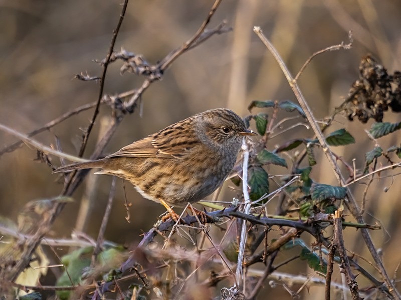 Dunnock - Dunnocks