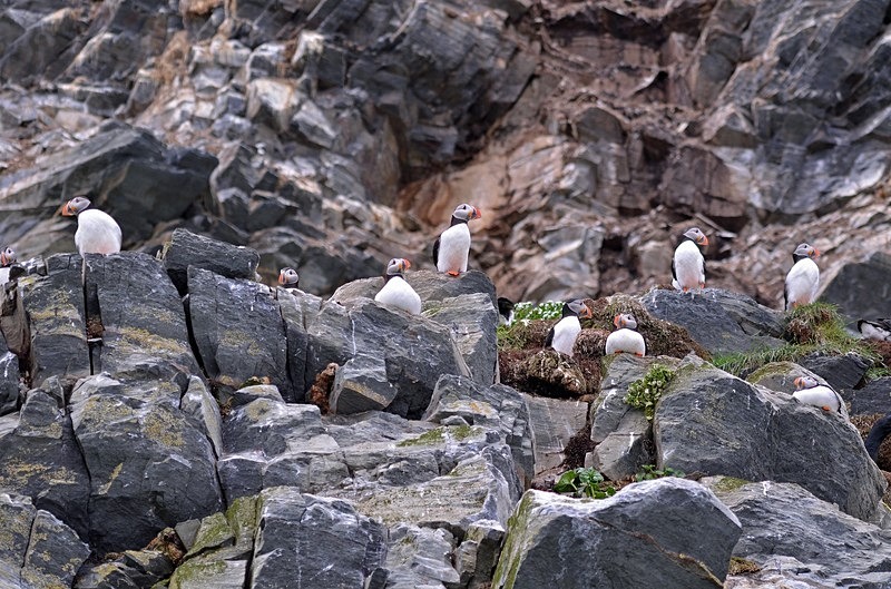 Puffin - North Norway