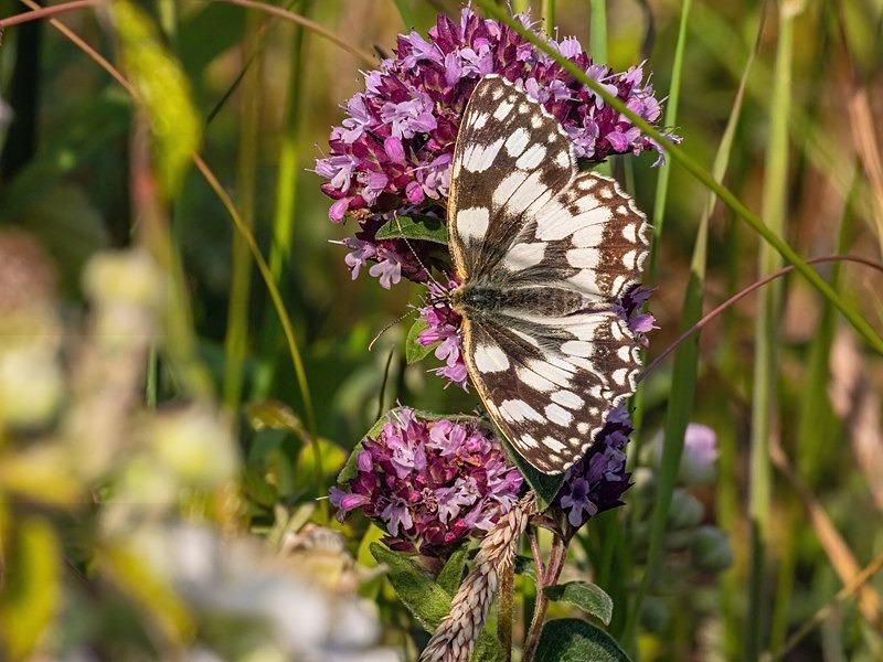 Marbled White - Butterflies