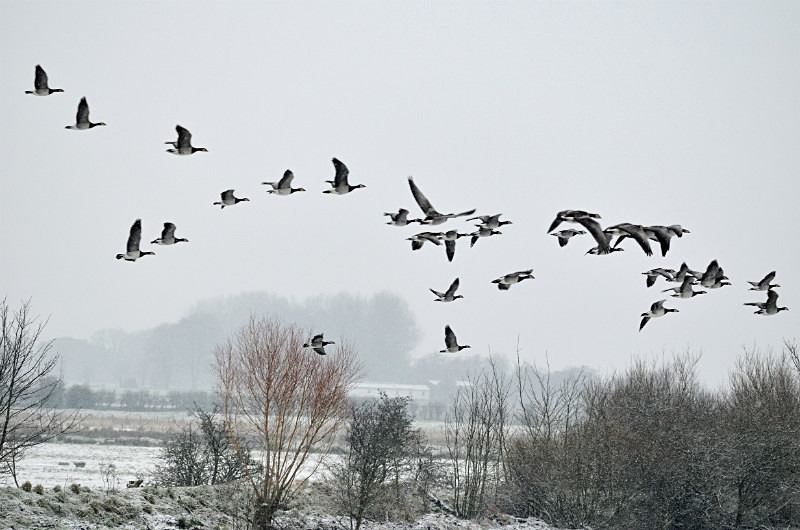 Barnacle Geese - Black geese