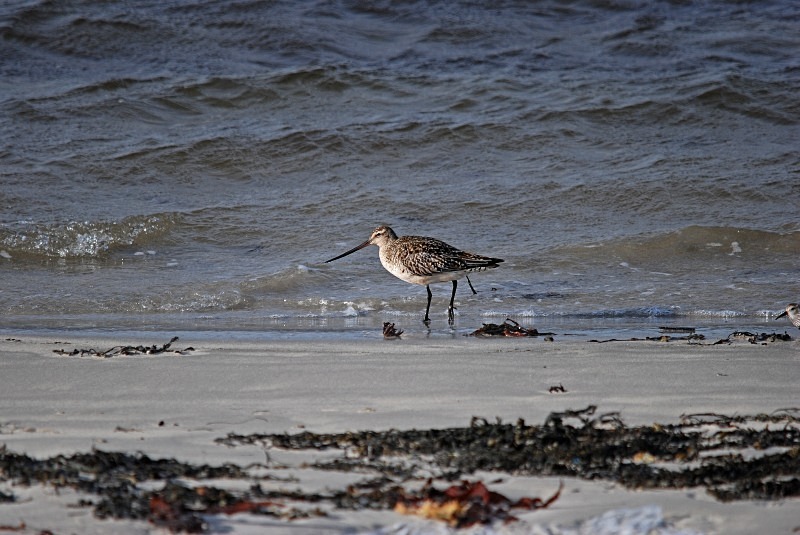 Bar-tailed Godwit - North Finland and north Norway - May and June 2009