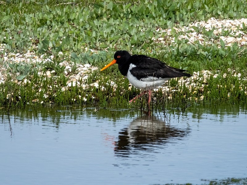 Oystercatcher - Oystercatchers