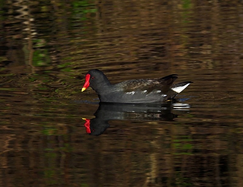 Moorhen - Crakes and rails