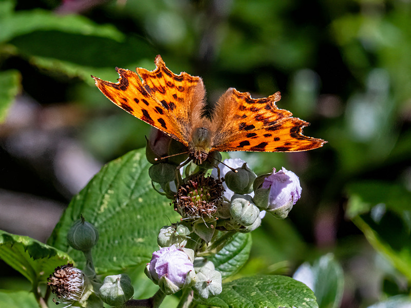 Comma - Latest photos