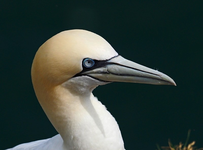 Gannet - Gannets