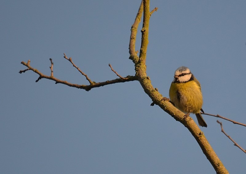 Blue Tit - Tits
