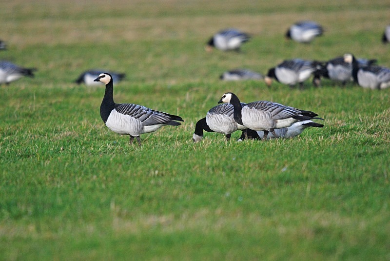Barnacle Geese - Black geese