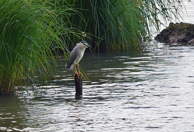 Black-crowned Night Heron - Bulgaria