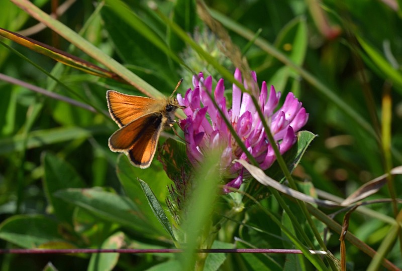 Small Skipper - Butterflies