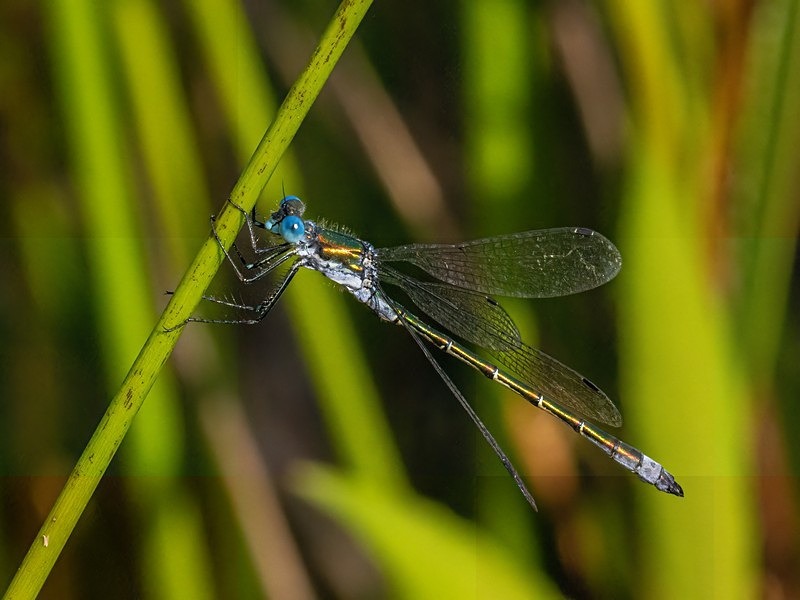 Emerald Damselfly - Dragonflies and damselflies