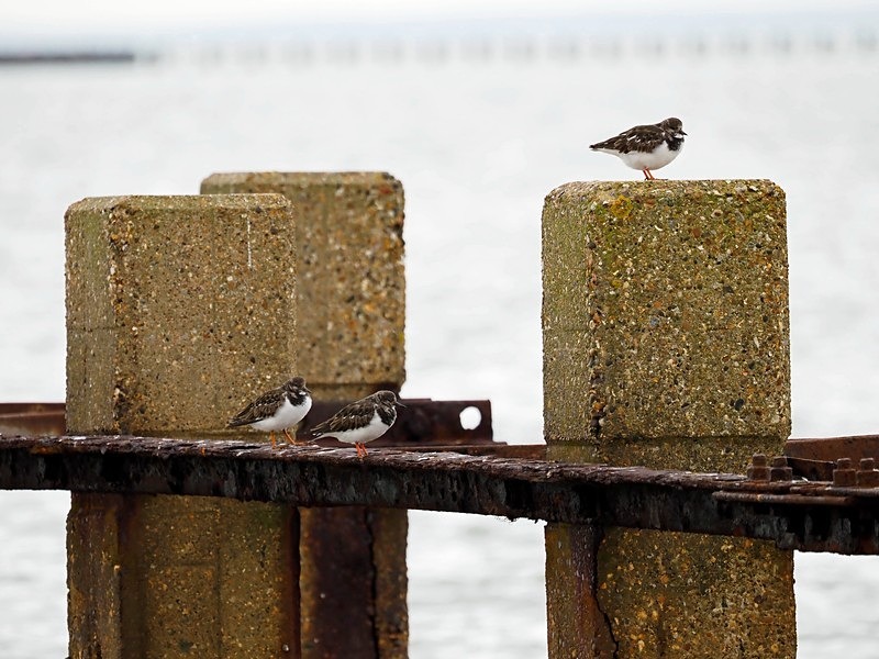 Turnstones - Sandpipers