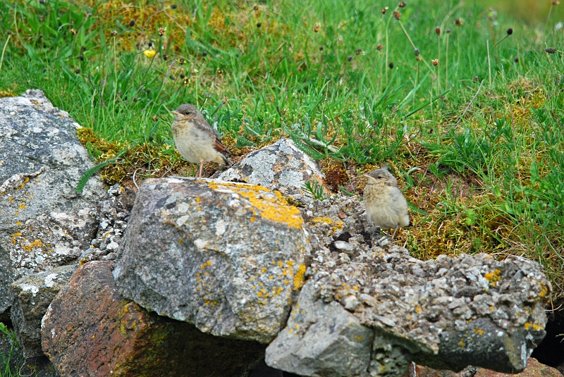 Northern Wheatear fledglings - Chats