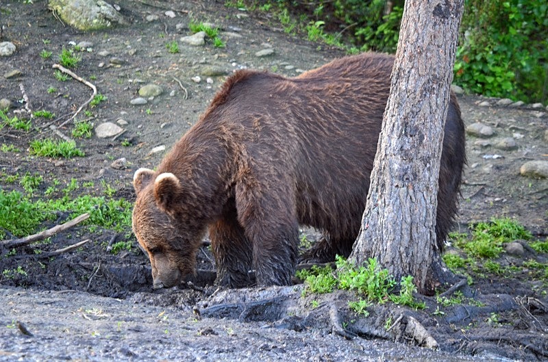 Brown Bear - North Finland - part 2