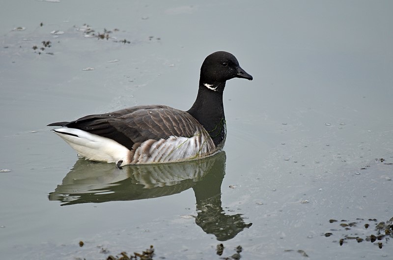 Pale-bellied Brent Goose - Ireland - January and February 2020