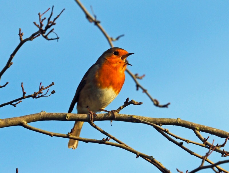 Robin - Robins
