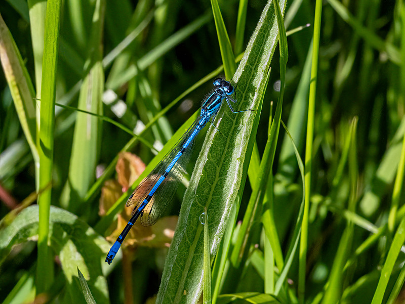Azure Damselfly - Latest photos