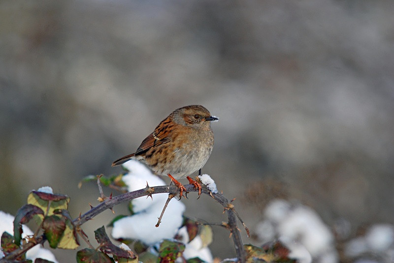 Dunnock - Dunnocks