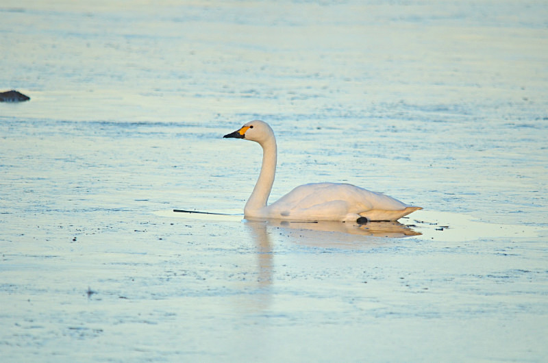 Bewick's Swan - Whooper and Bewick's Swans