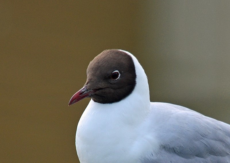 Black-headed Gull - Gulls