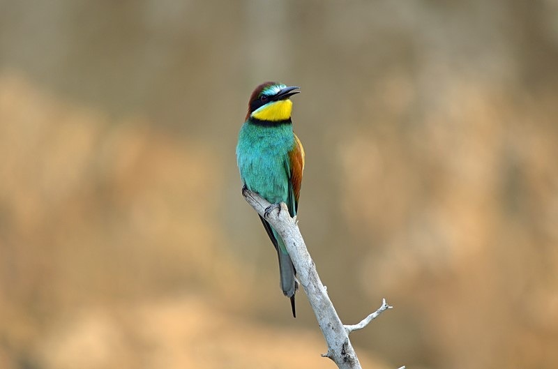 European Bee-eater - Bulgaria