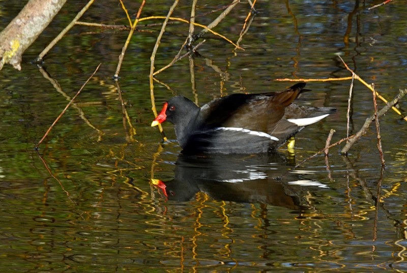 Moorhen - Crakes and rails