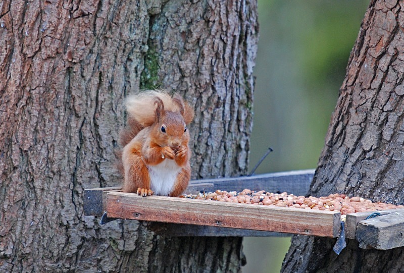 Red Squirrel - Red Squirrels