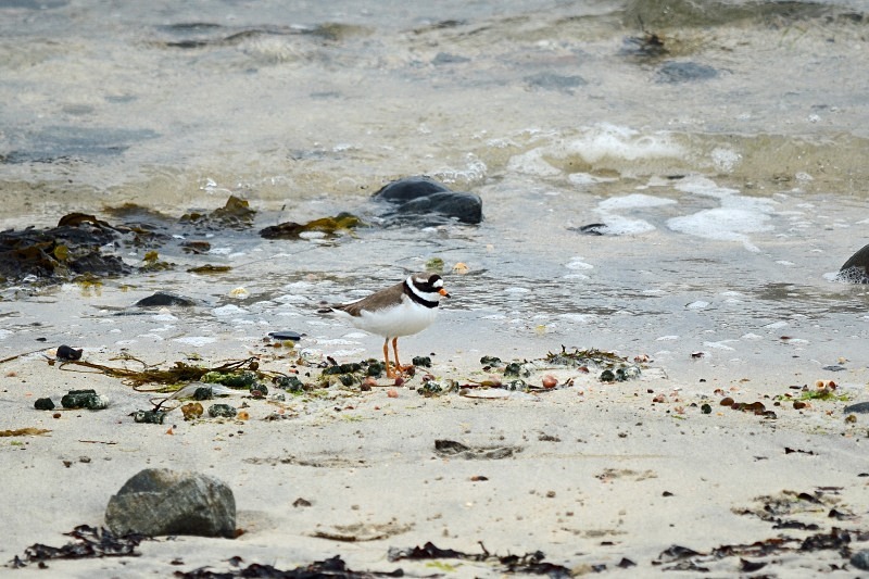 Ringed Plover - Plovers